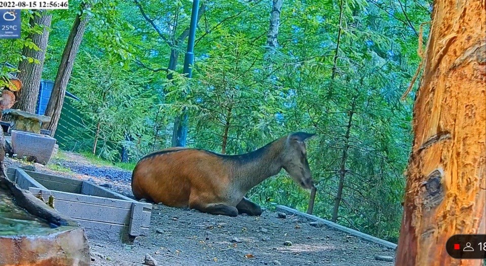 livebirdspoland_5cd133e7ba7923f93f036fc6dd8eb39c.jpg