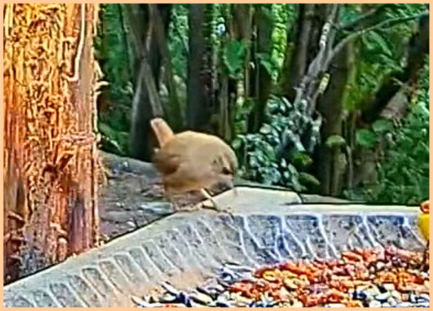 livebirdspoland_605b7be953066c0b4f91357ae17481fd.jpg
