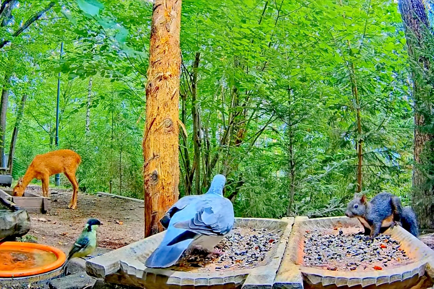 livebirdspoland_e2d66ba41ab63f11f6851e4ea5494b9a.jpg