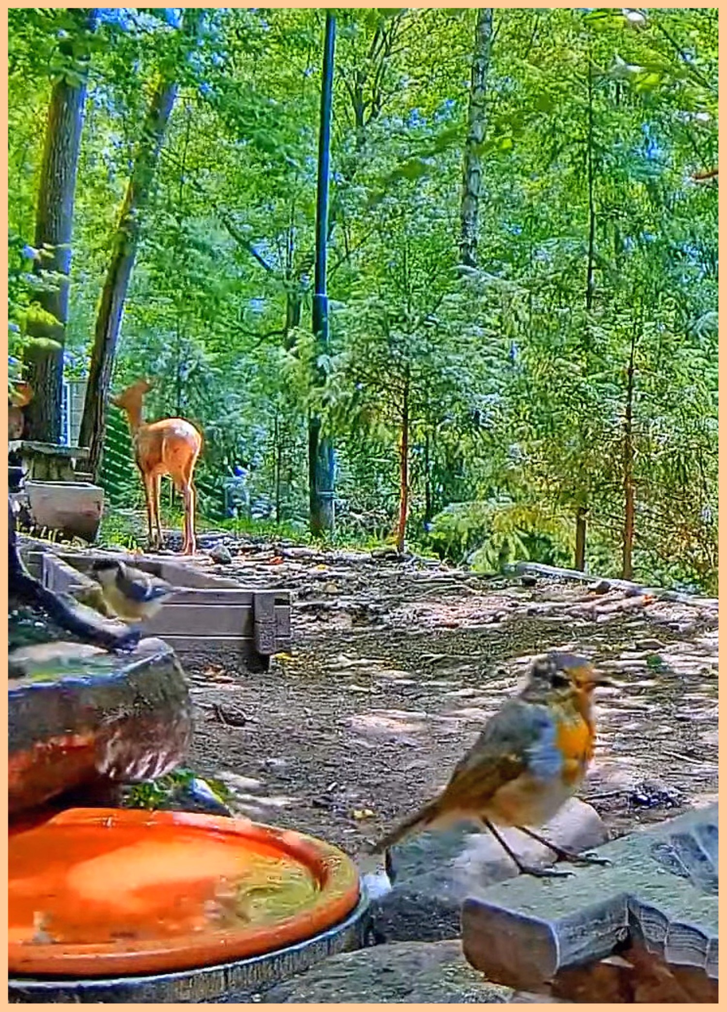 livebirdspoland_1c91e650cadaabb922424915b06183cb.jpg