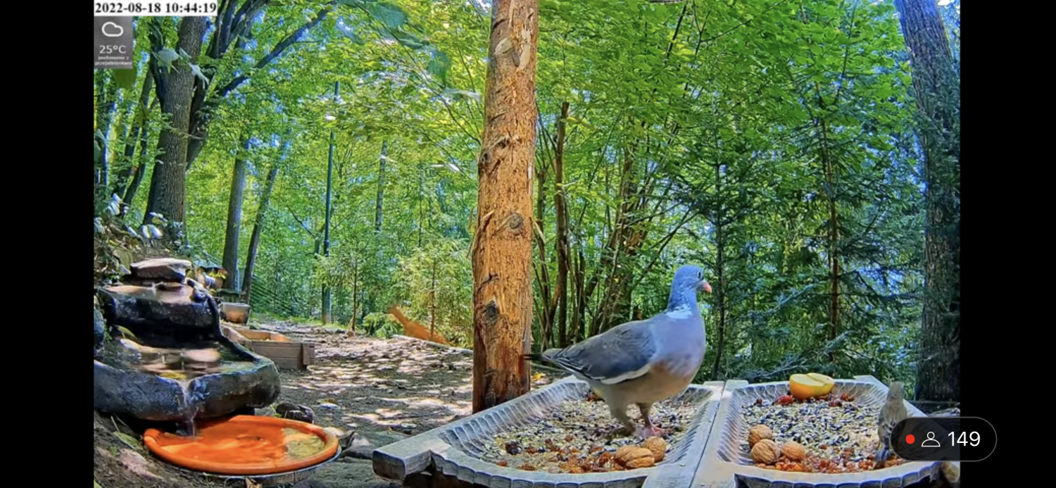 livebirdspoland_05fba84c6ae750100c3384e023408e5e.png