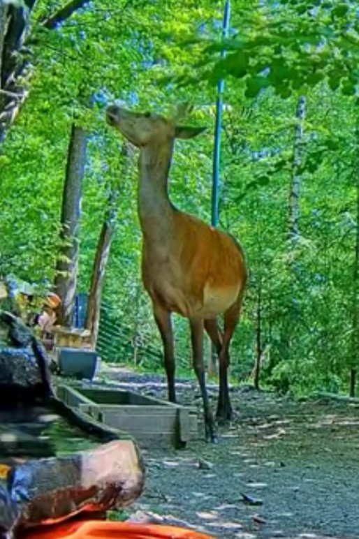 livebirdspoland_97ceec189aa8af6ef5c54361b4204073.jpg