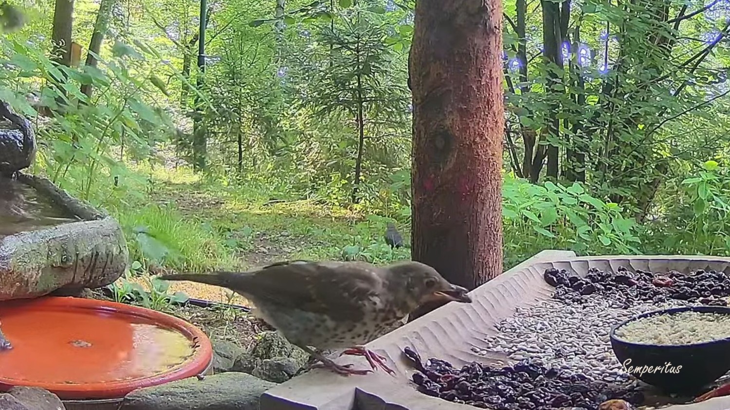 livebirdspoland_b5807b1d96b621d06e05b16b799d762a.jpg