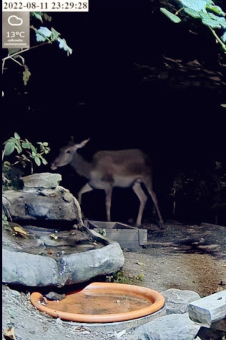 livebirdspoland_9b49d02310f344bc14da490a0f2bd084.jpg