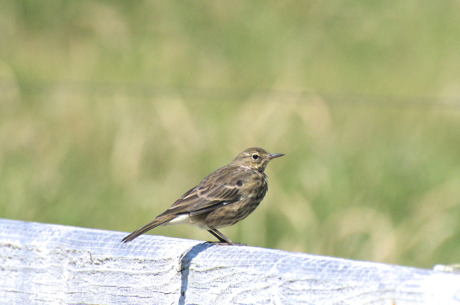 livebirdspoland_0e8ec09c4845d354fb7e789d2d64833b.jpg