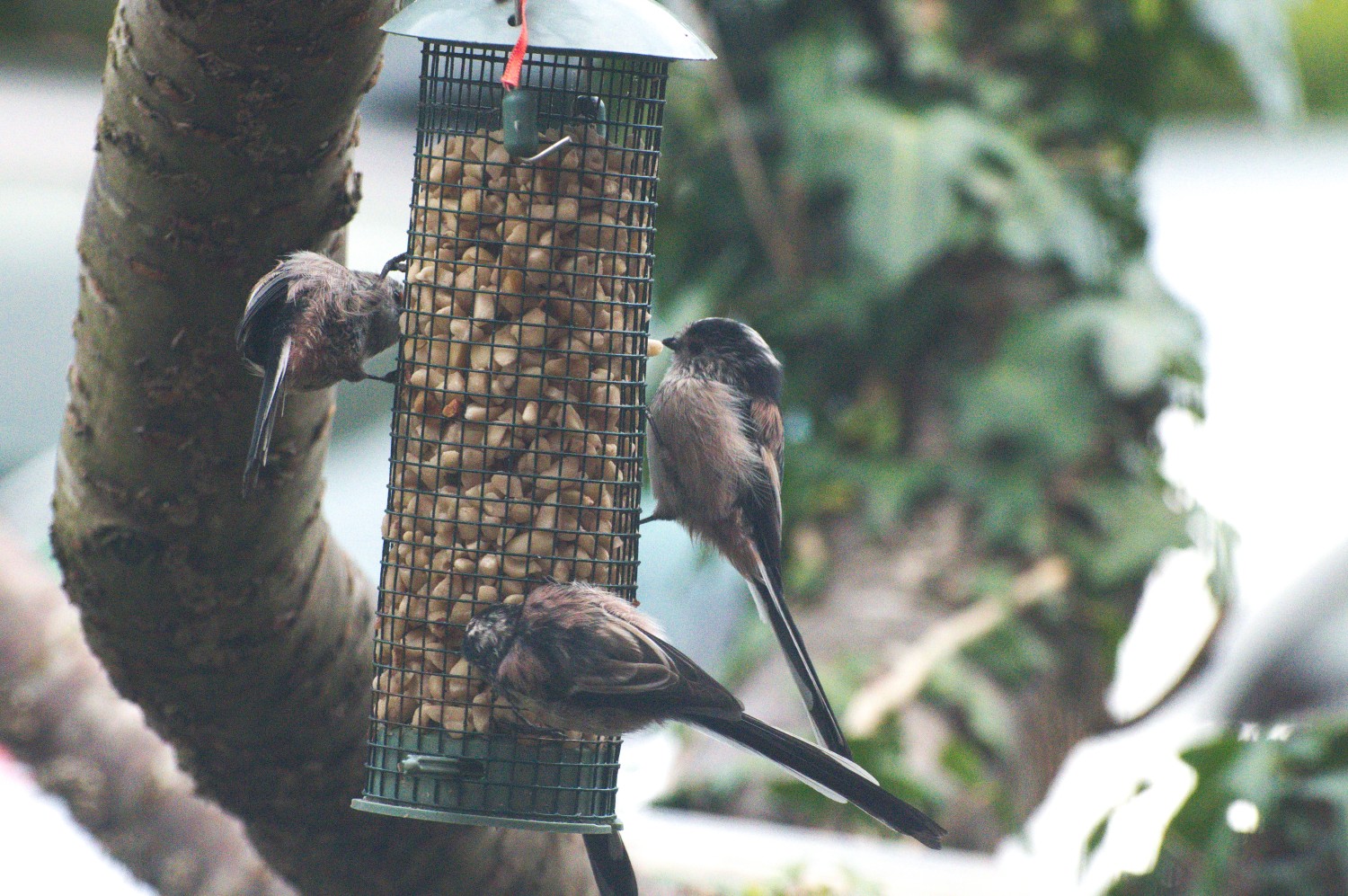 livebirdspoland_bc72b10e69857fe7469cc4edb4e56e54.jpg