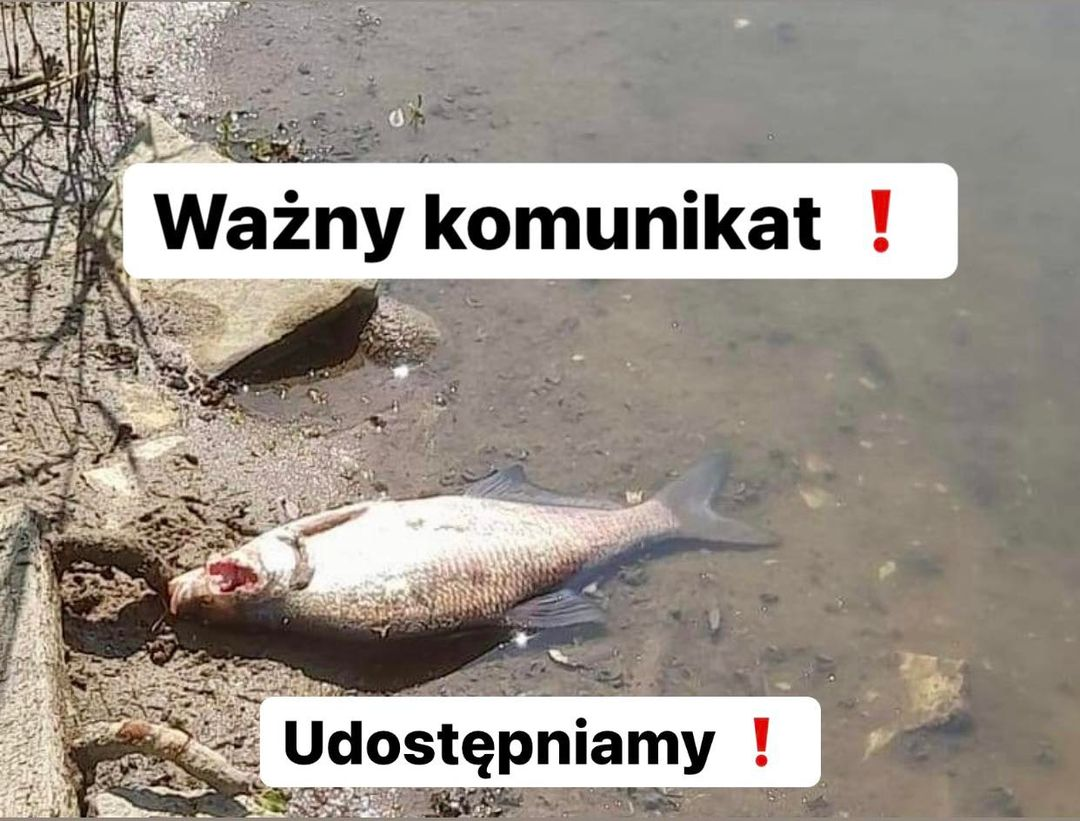 livebirdspoland_f598f7f3df9b92063dfe192b0575eacf.png