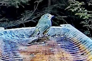 livebirdspoland_fa1a9ddab0f7d152ced1b995f6410316.jpg
