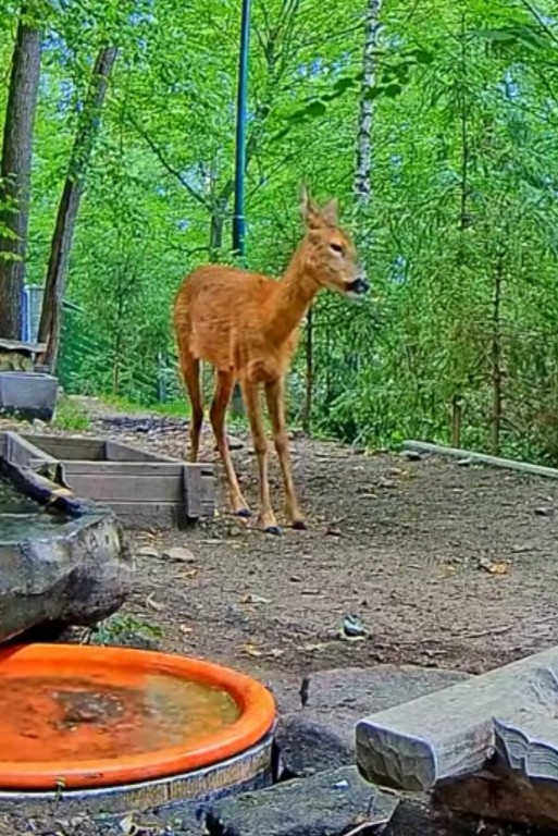 livebirdspoland_311583f8e58c156921500bdc696691ed.jpg