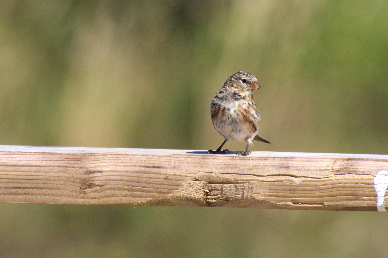 livebirdspoland_f7b1810764f56518fd4a46ed88f9a956.jpg