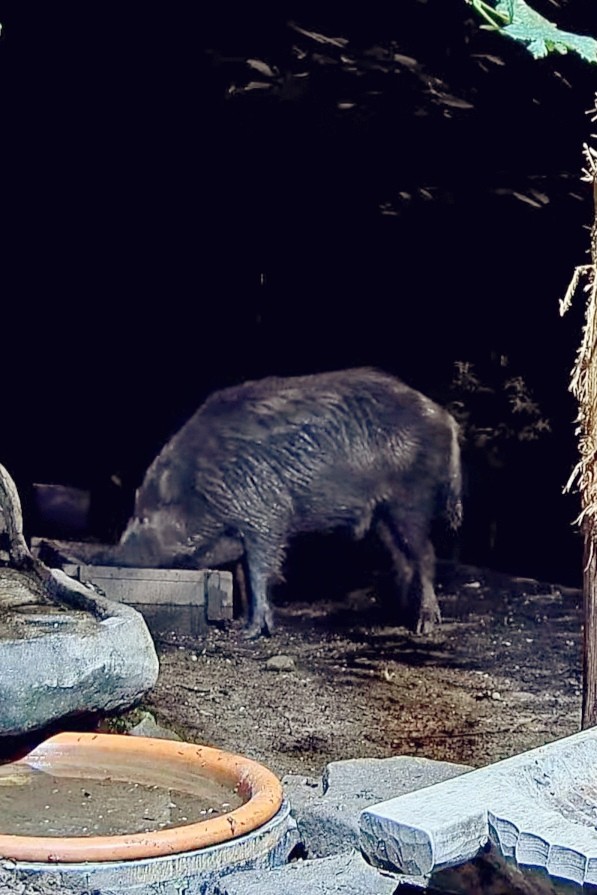 livebirdspoland_02c49b37732f65e4f2e5a17f67aa64e4.jpg