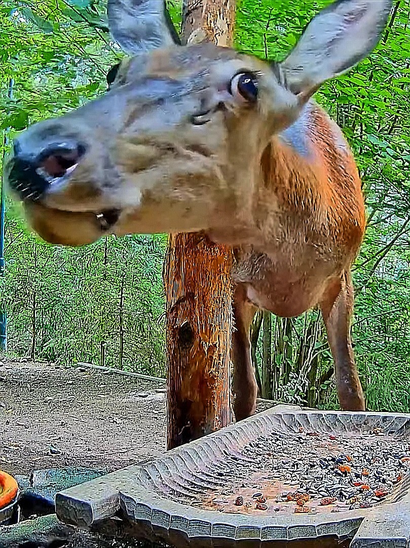 livebirdspoland_f876d227185a6838c6f9d6f5b97b9aef.jpg