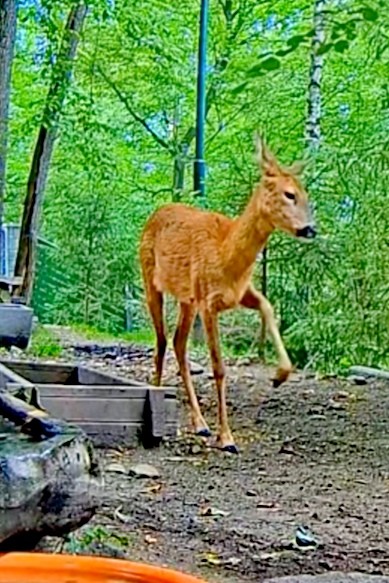 livebirdspoland_74e56f11331bf2b96e831354be418580.jpg