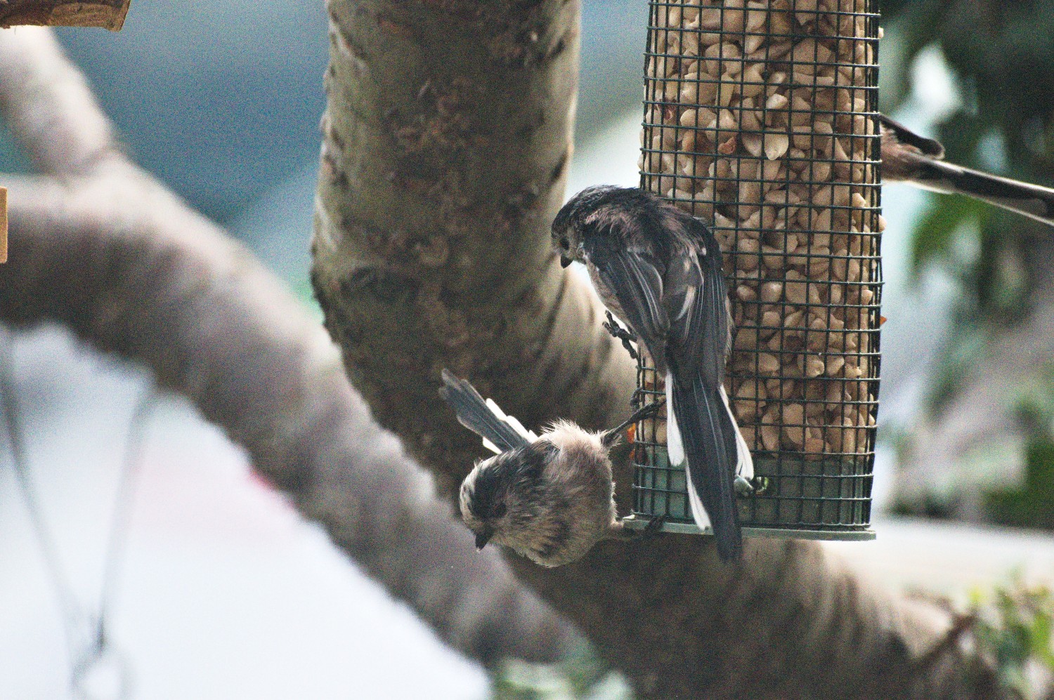 livebirdspoland_fd138b14bd85226e13c8602c303126b9.jpg