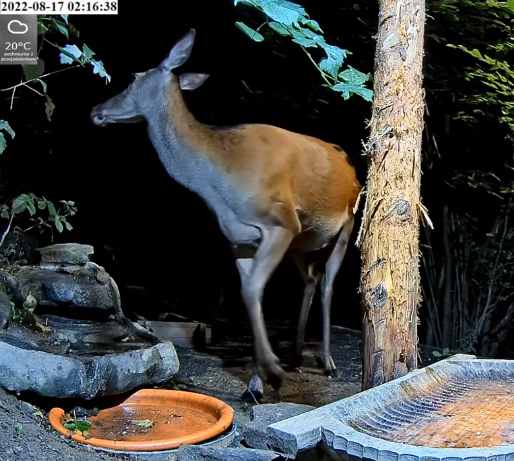 livebirdspoland_27919d2714806980655ed2999f525454.png