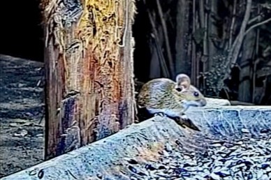 livebirdspoland_6eb9bdd67b2679dfc760288a2c7f3555.jpg