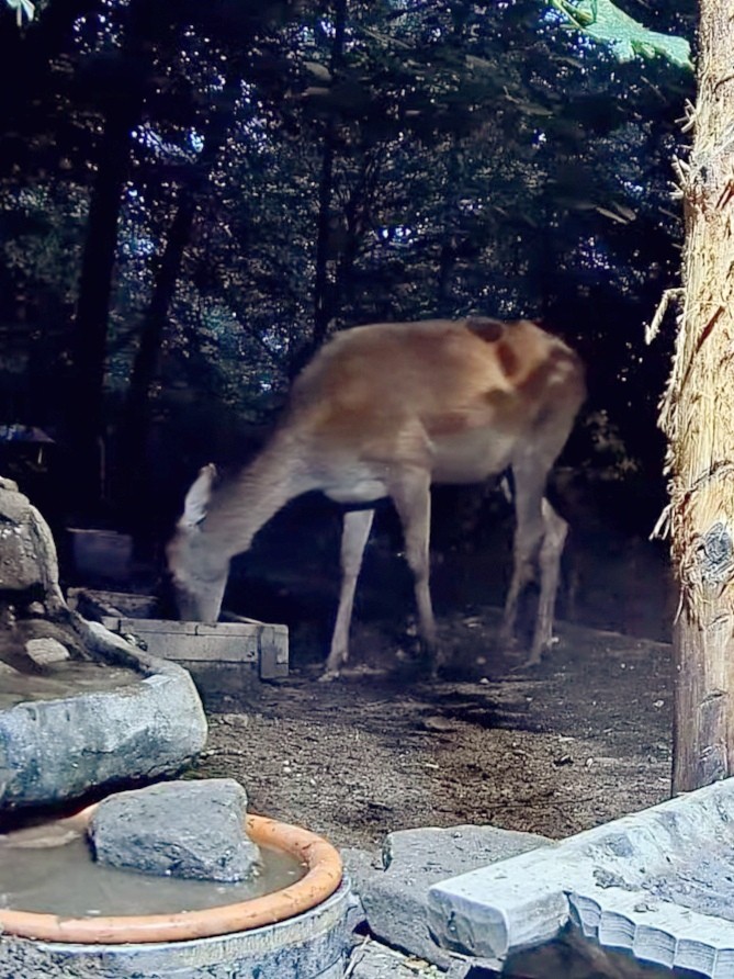 livebirdspoland_dc55a521edfcfd3688a77467500ac6e6.jpg