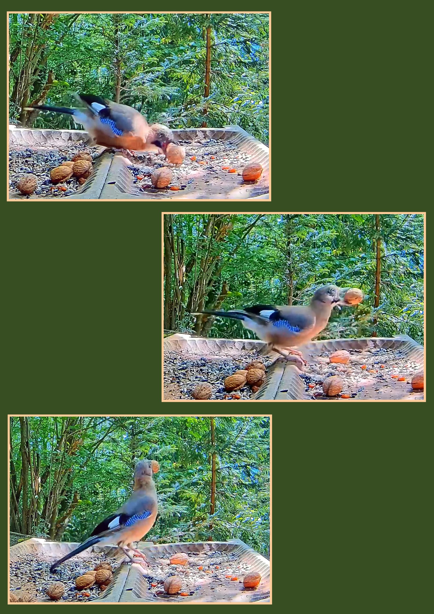 livebirdspoland_adc854f0163de60afa364d805ea08acc (2).jpg