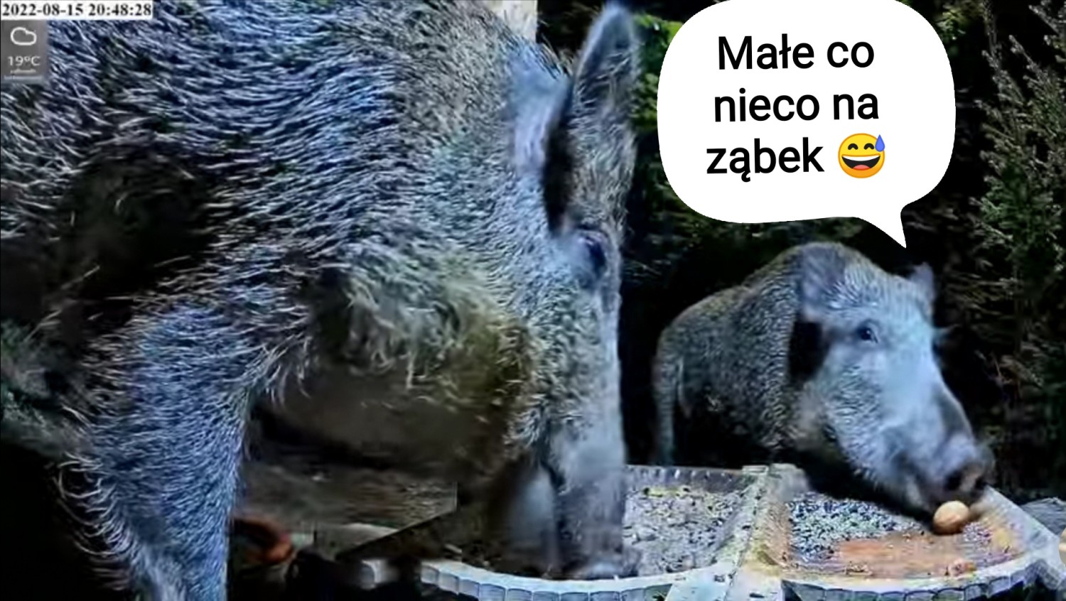 livebirdspoland_76ac9c4dba9c3e46a28ec61979bb5b5d.jpg