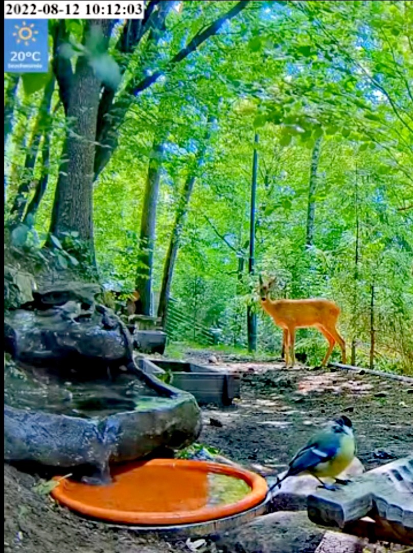 livebirdspoland_5824535609b56cd00ab3407b1f334918.jpg