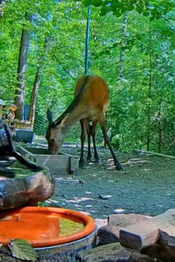 livebirdspoland_4a2dfe62c3d86ea2dce378e239c7ee4c.jpg