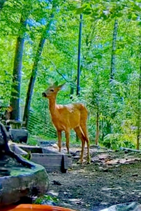 livebirdspoland_f3e01f4b83435d096cea5d3a62bdd430.jpg