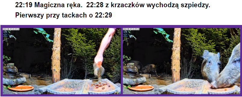 livebirdspoland_b42d6dd644d3adf512117f2b347fc981.png