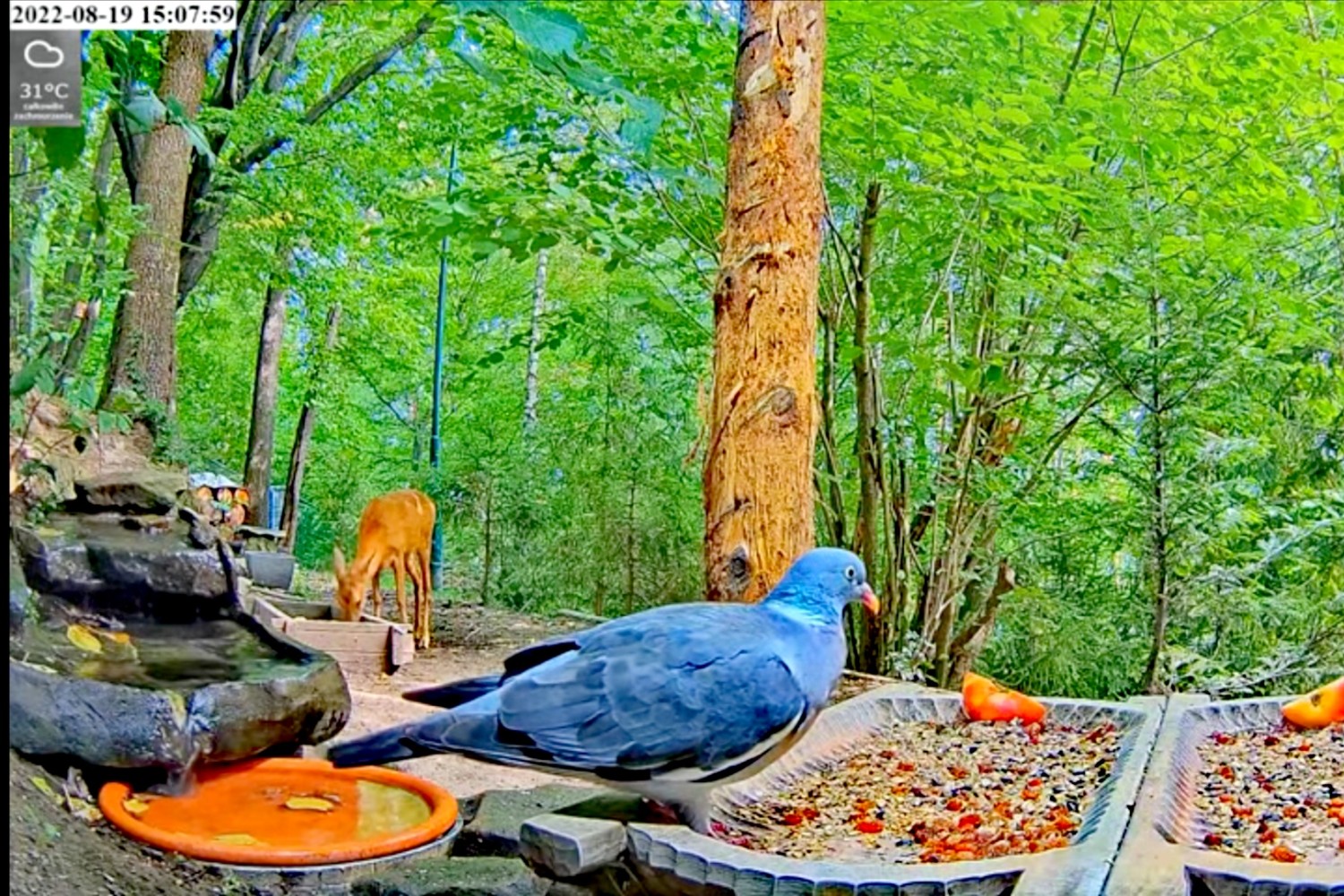 livebirdspoland_a730b727015e3221b6c50c83892ede2a.jpg