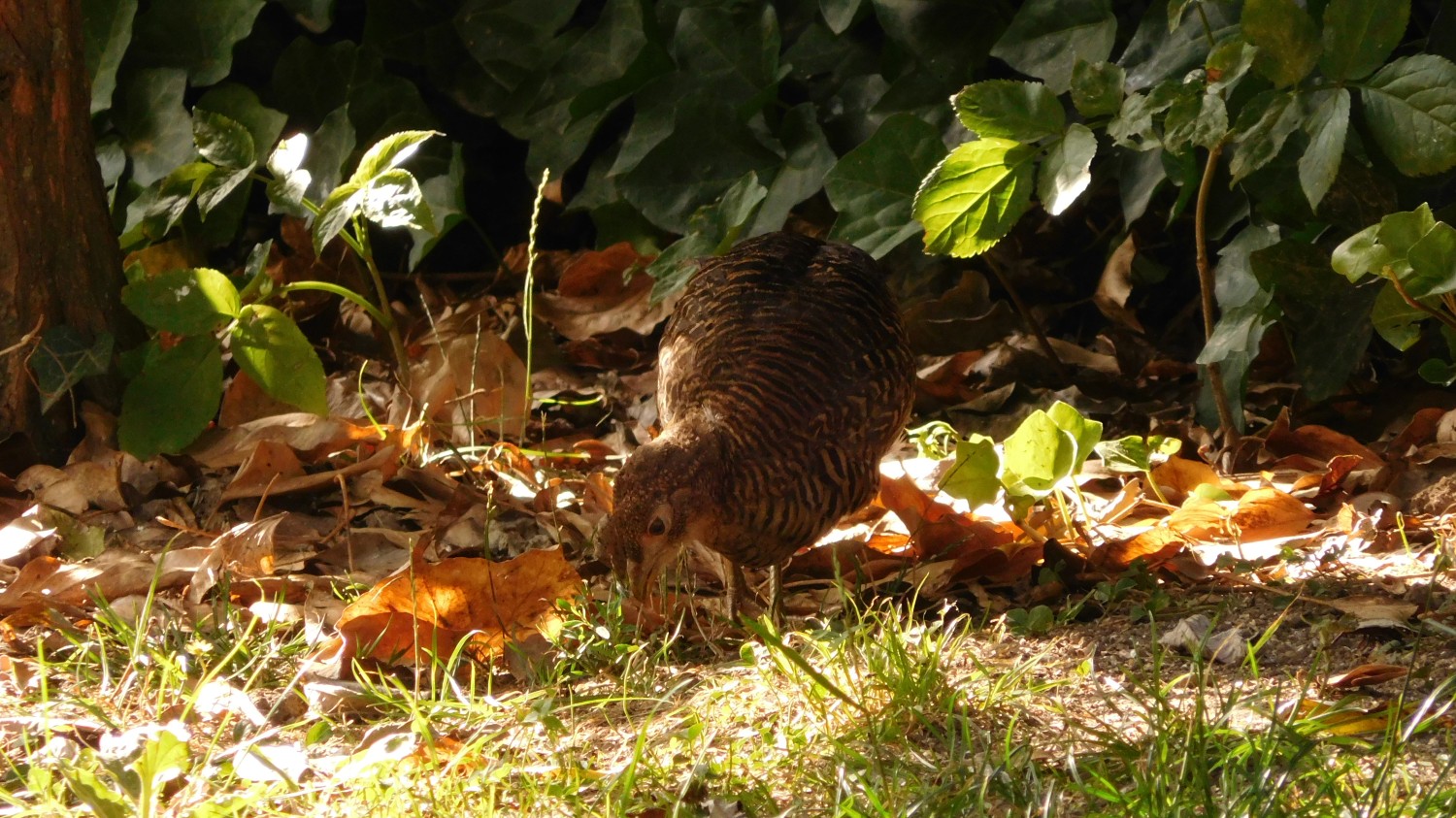 livebirdspoland_969733a3d5d92392ef3e6a98f3037238.jpg