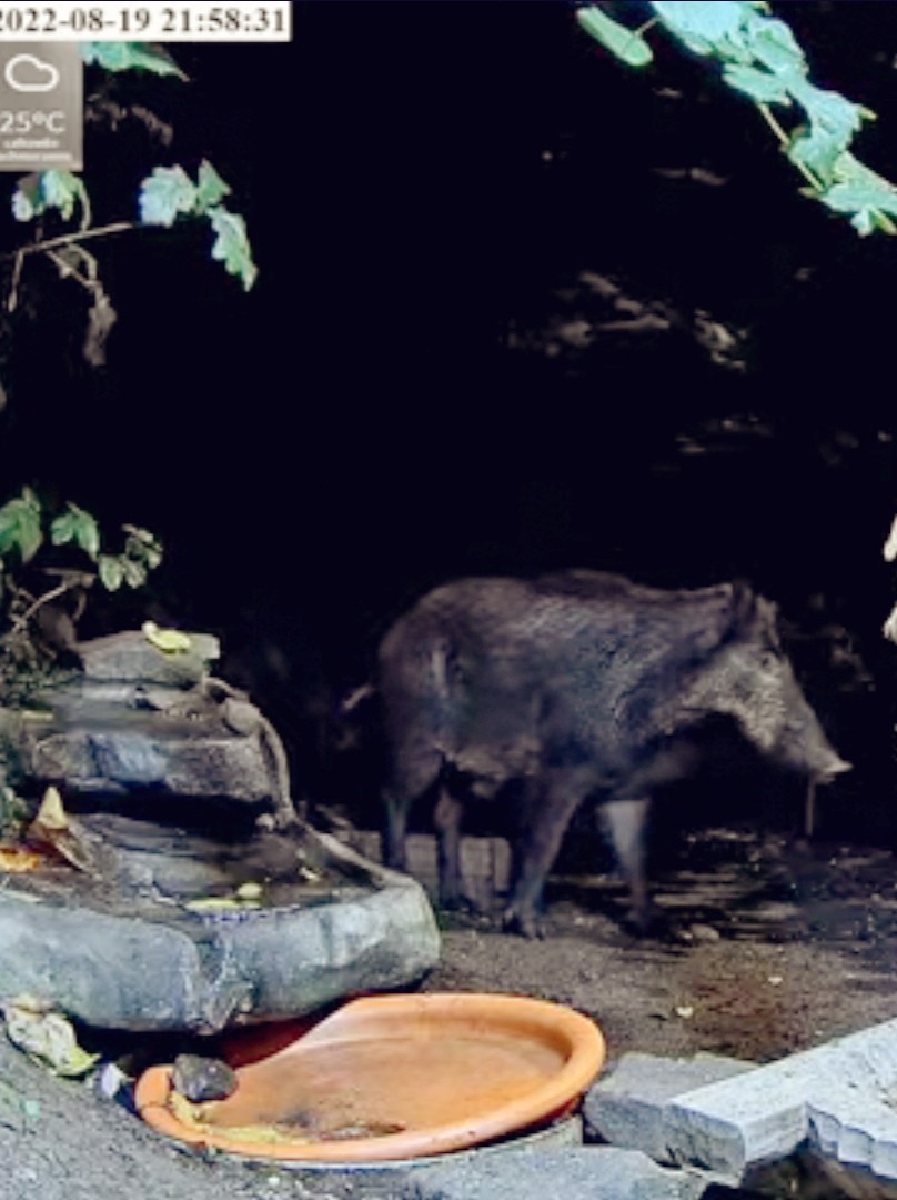 livebirdspoland_0533d1f1155ca7317f31c26e815ac5b7.jpg