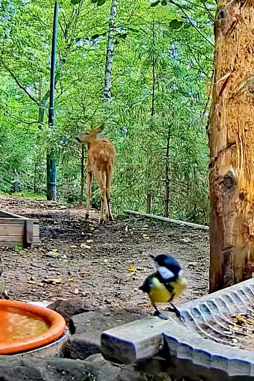 livebirdspoland_f2ef9e2a01ccf6d88498afe00d5c4428.jpg