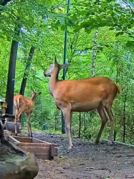 livebirdspoland_e077e8847318bf7ab9ccfa99ae6c6c01.jpg