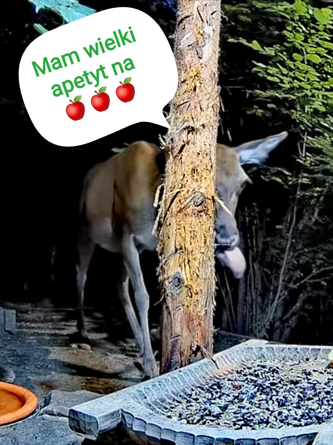 livebirdspoland_413fe8be001770a99de87cd103f9bcb3.jpg