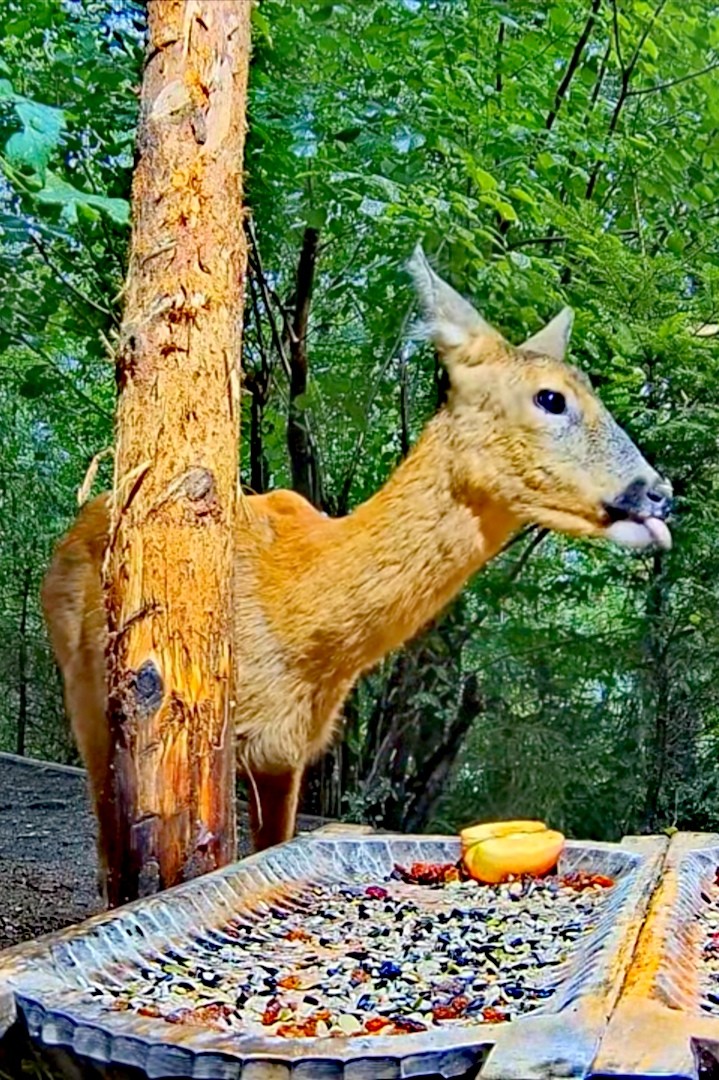 livebirdspoland_620a407659330788c7e60953e7b41f24.jpg