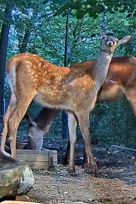 livebirdspoland_eba0029e7c4f896b37adfd41602dd70e.jpg
