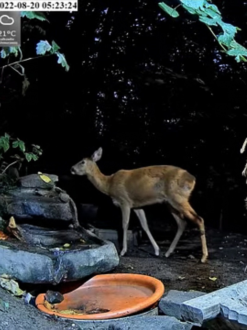 livebirdspoland_9c42bce7323cce3903c4a44957b4f09b.jpg