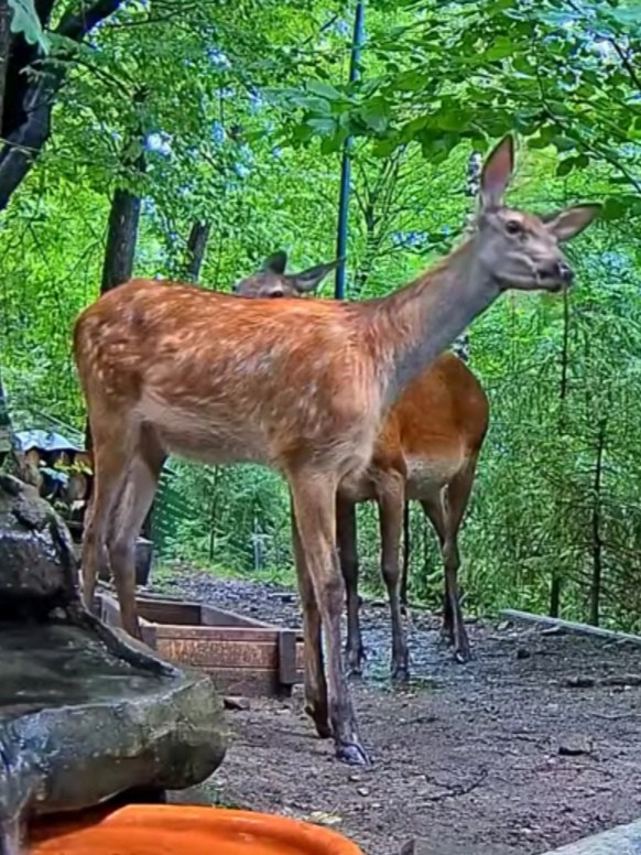 livebirdspoland_645458c00f648a086bc9b704183c04be.jpg