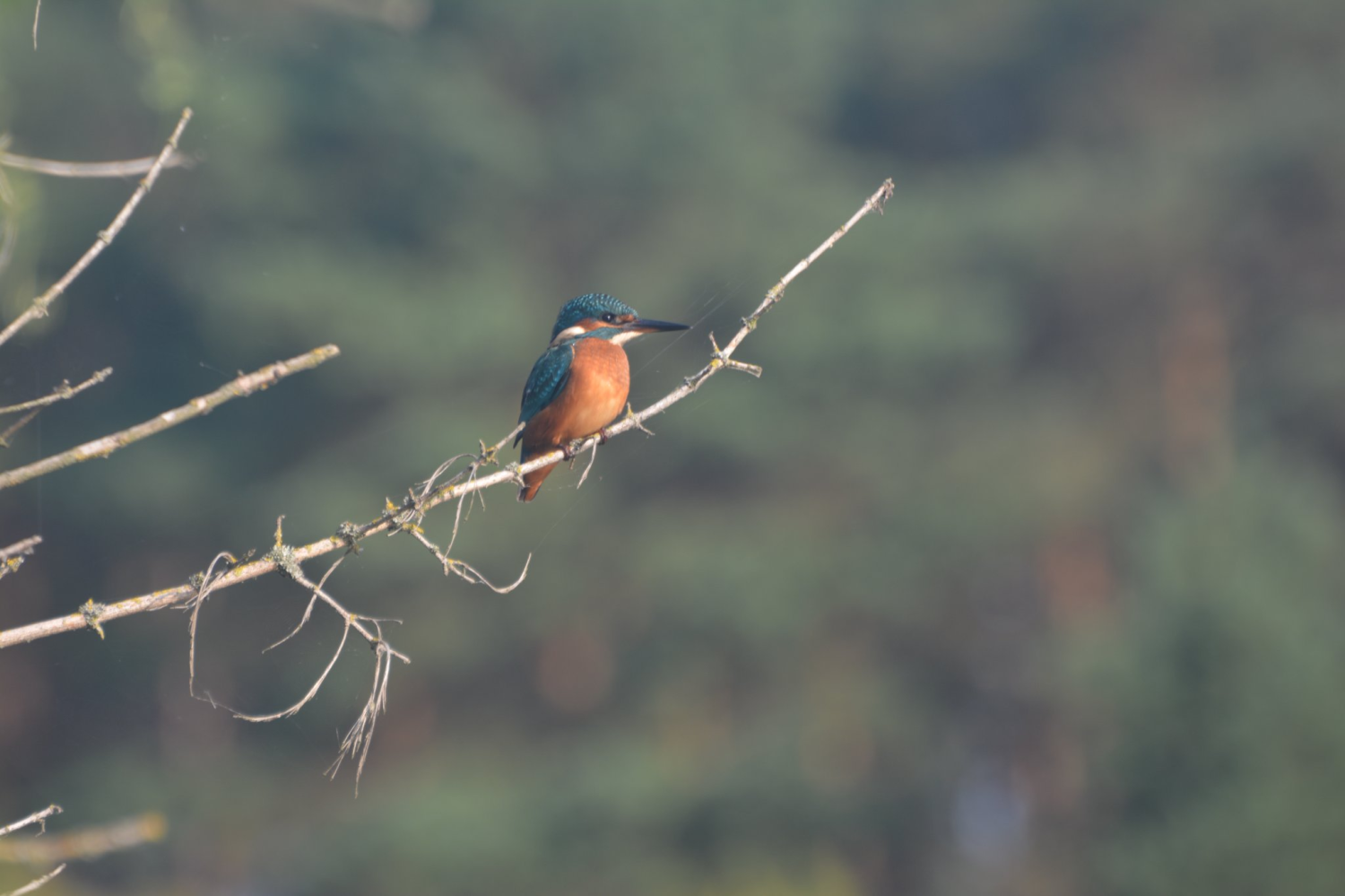 livebirdspoland_aa064ab3e89a5473c1c90338deed9a96.png