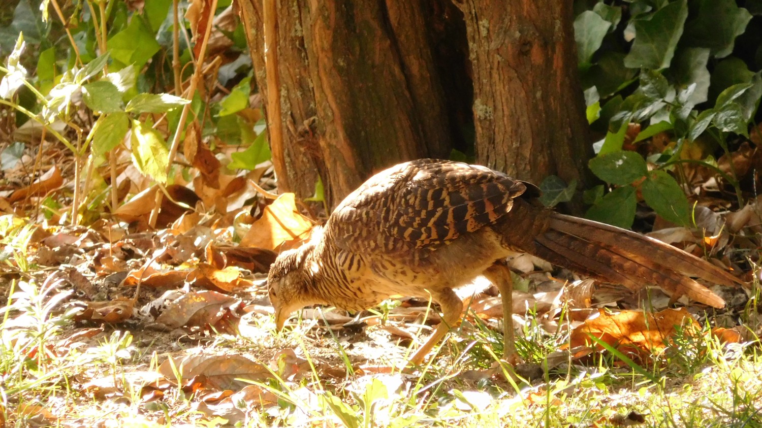 livebirdspoland_48932a49fe30e1b400a7b3ae8f691213.jpg