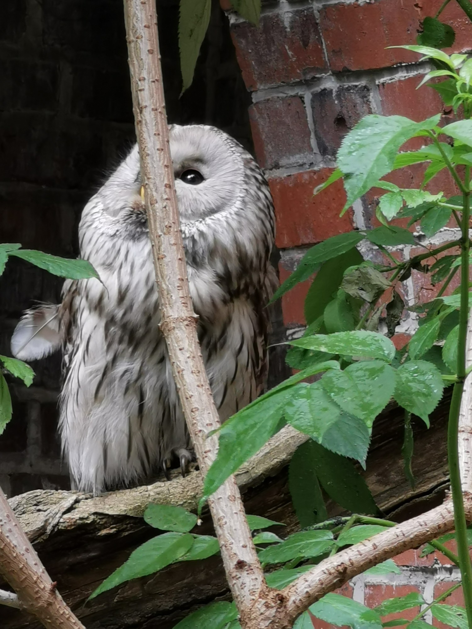 livebirdspoland_fcdd81acbdf1d47da52e275631266a40.jpg