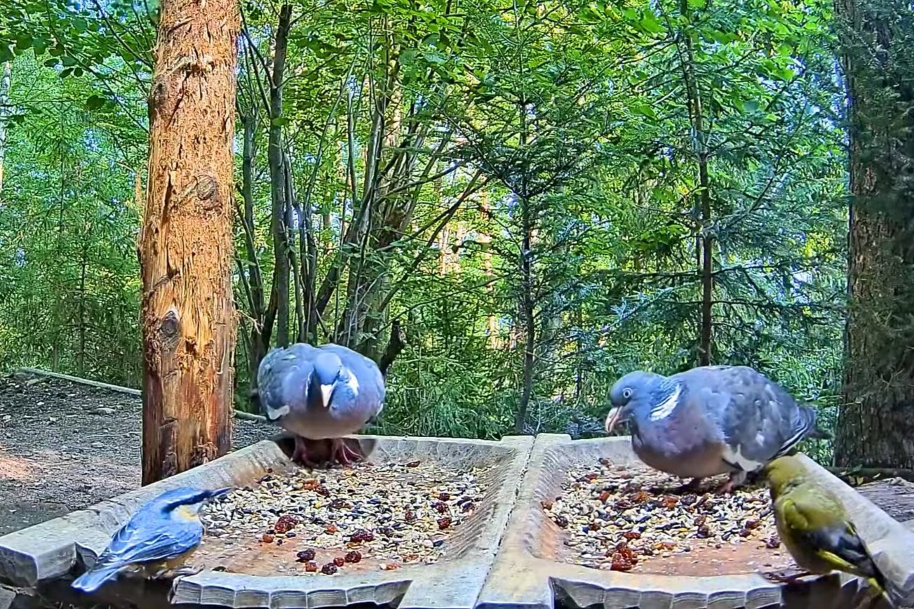 livebirdspoland_cd36568cc97574692a17680d624c104a.jpg