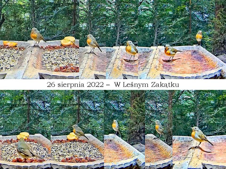 livebirdspoland_53bd3f5ffdc9a7137dfd183ffd84b85d.jpg