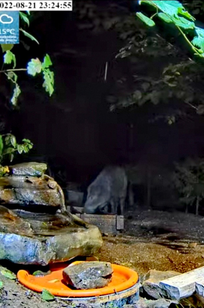 livebirdspoland_b5911cef09f0ce422277901e2678eea7.jpg
