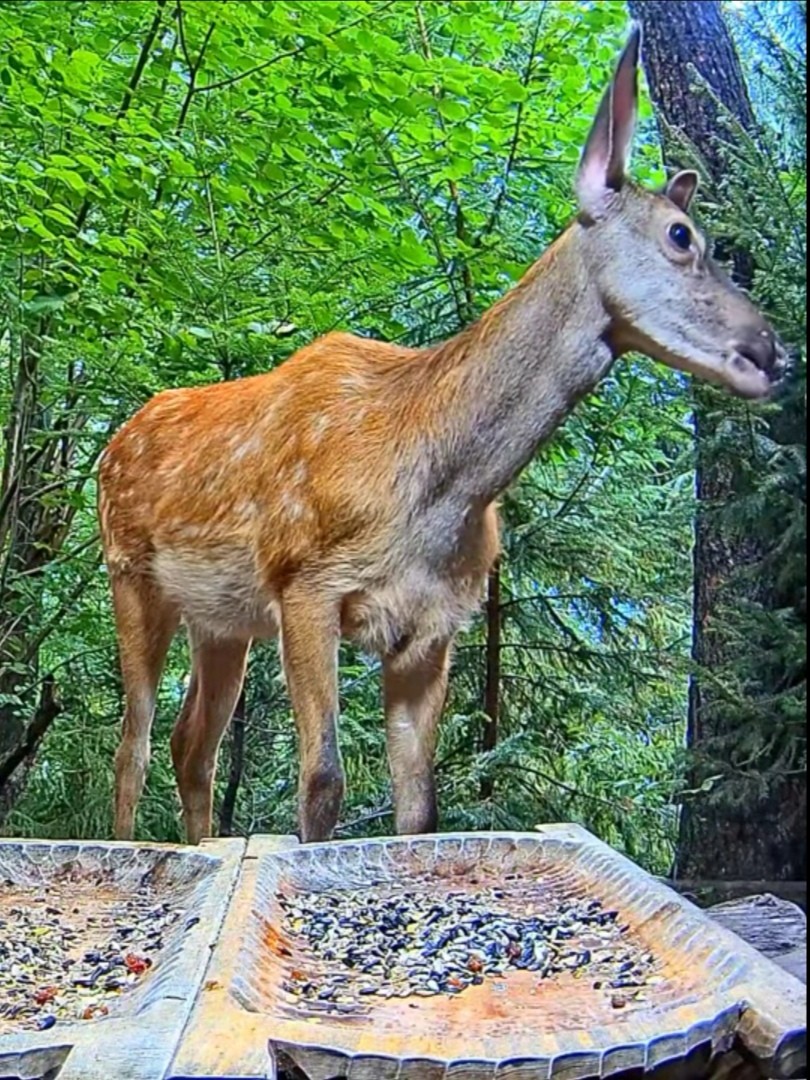 livebirdspoland_593f1e889f3c936610fea8f57985503c.jpg