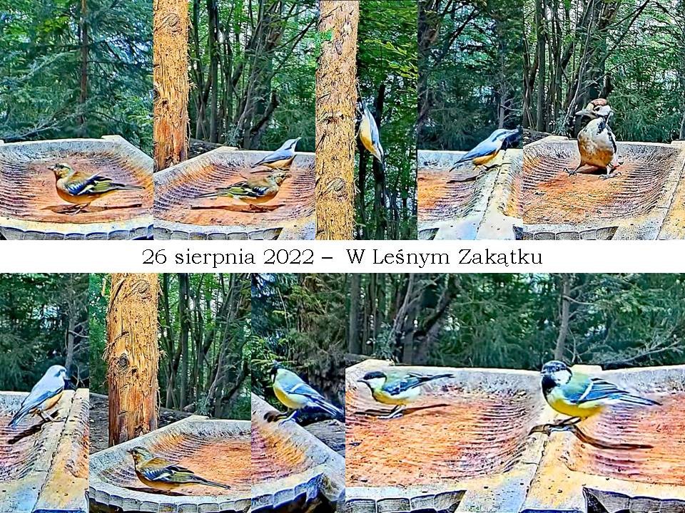 livebirdspoland_2705e9eba36c031e19cbd6b8d4863808.jpg