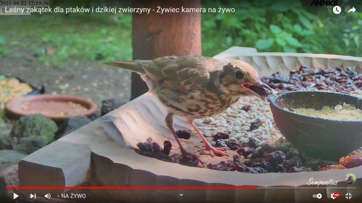 livebirdspoland_4fc1f0907eb5863191960c2ca4174c8f.jpg