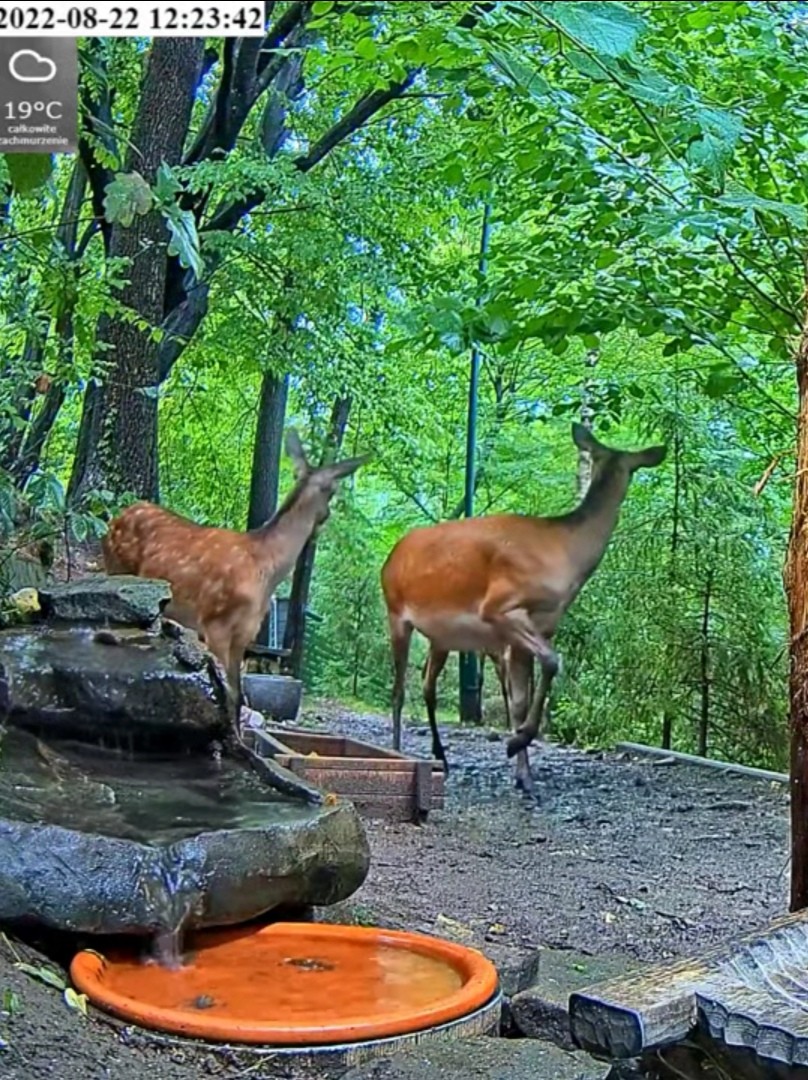 livebirdspoland_3d602bc9cfbef6f15911af8161e34d29.jpg