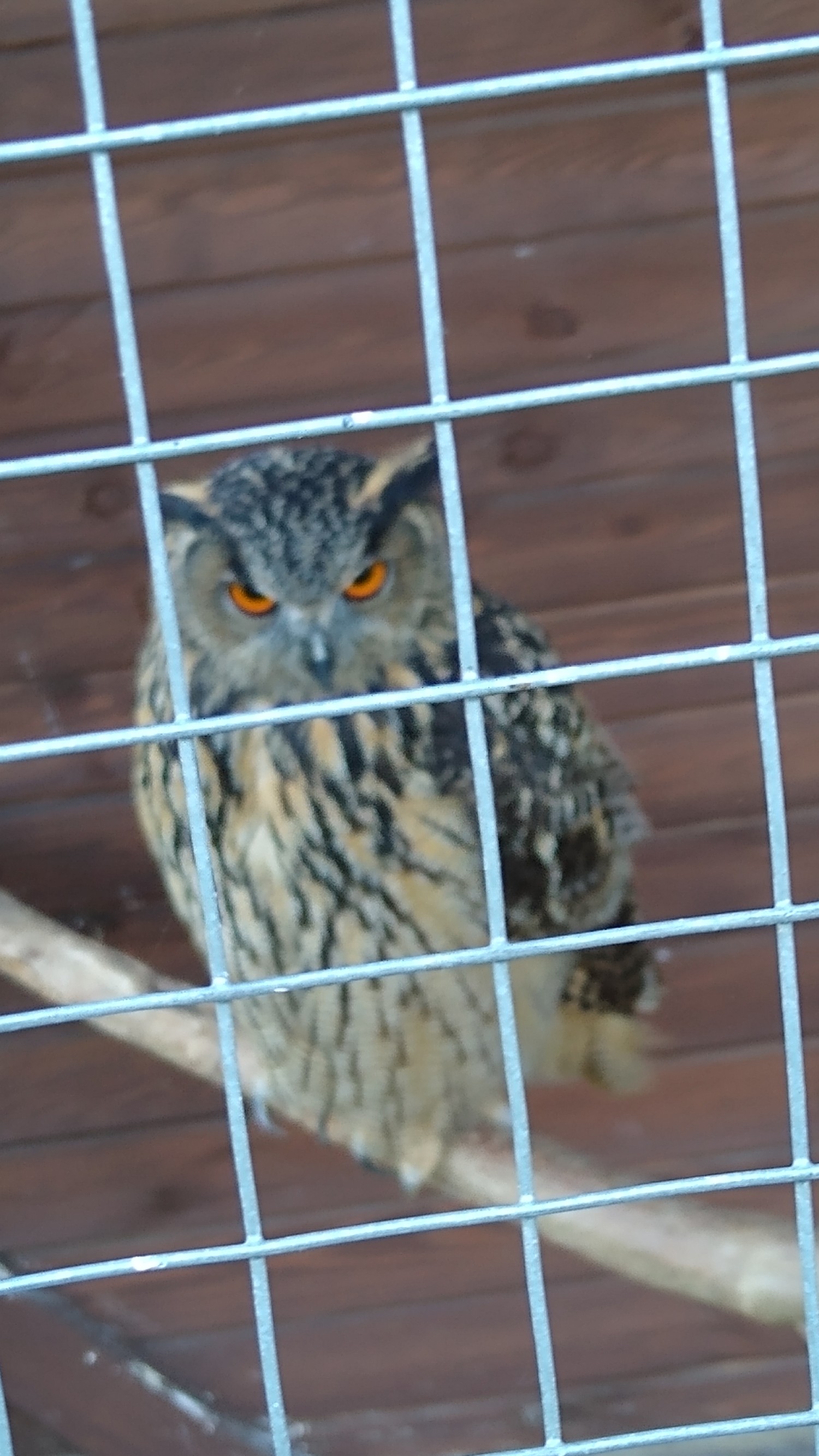 livebirdspoland_faa24bf15bdd25f2072a101a8683bb17.jpg