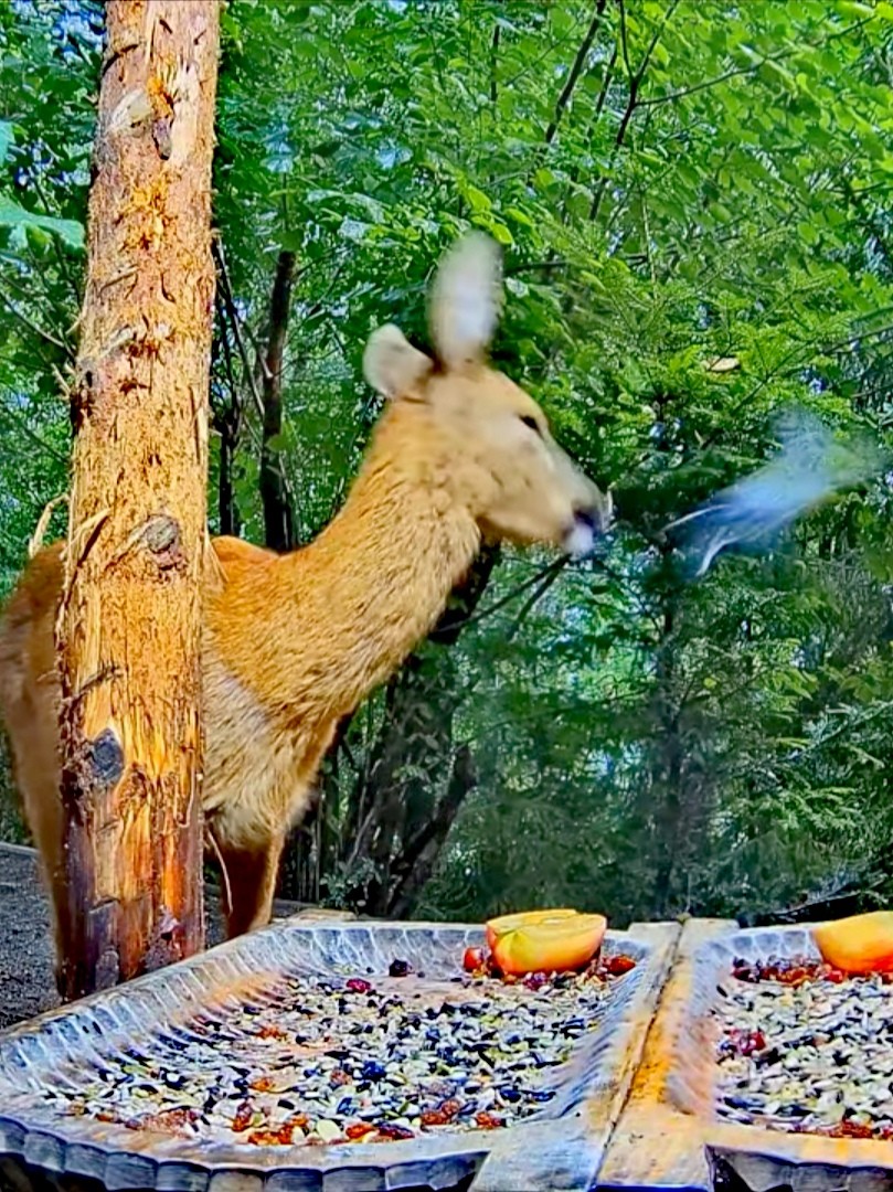 livebirdspoland_0803613f61fe61d9f0d22d1656d042fe.jpg