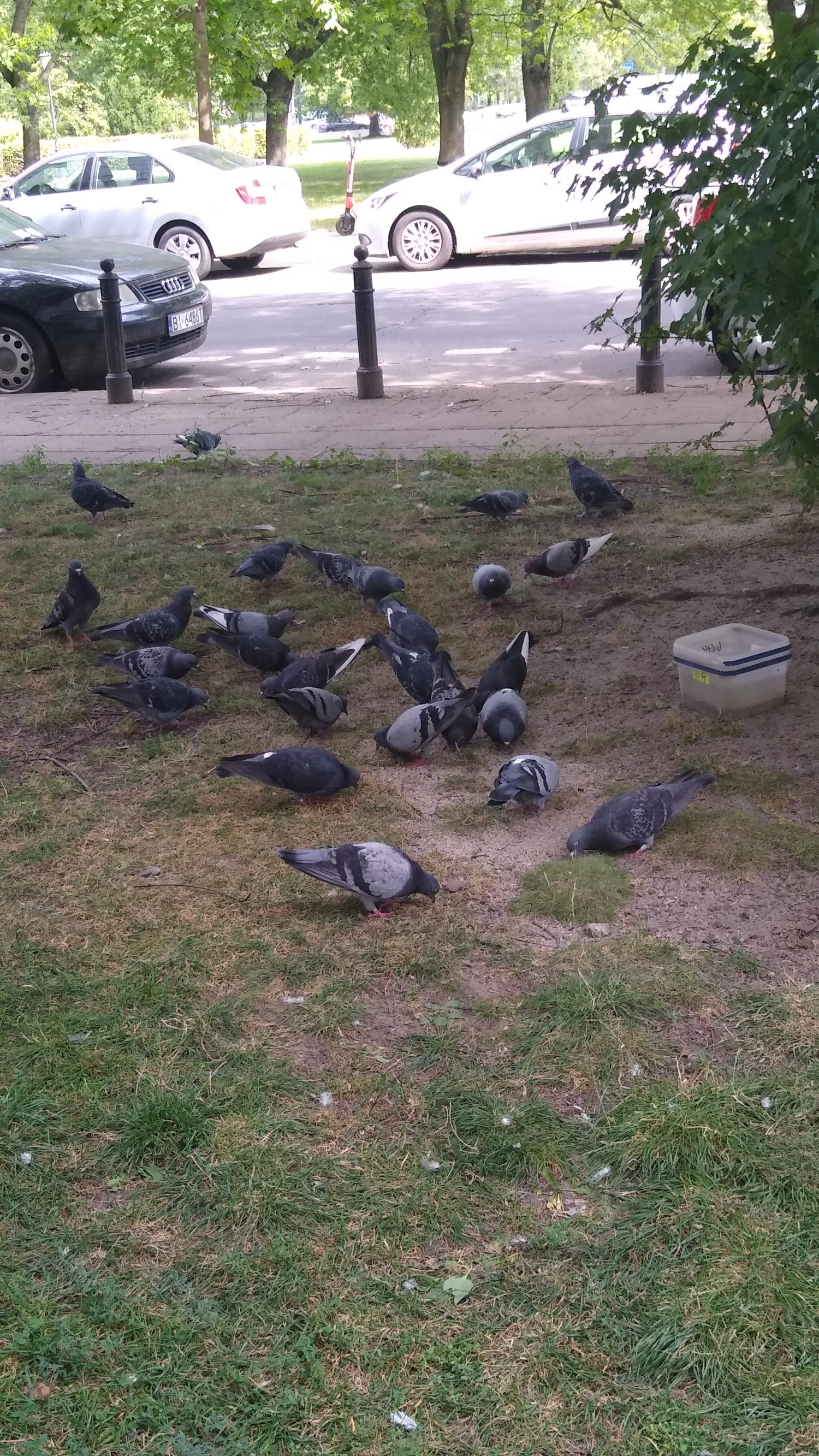 livebirdspoland_b08ad1145535a85a5154489ac189b5a5.jpg